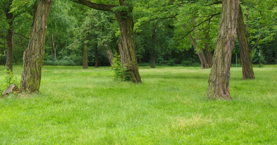 A Relaxing Day at Mead Park in Corry